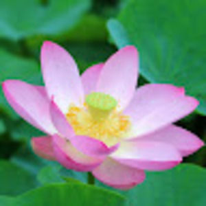 Meet your Posher, Karmelle